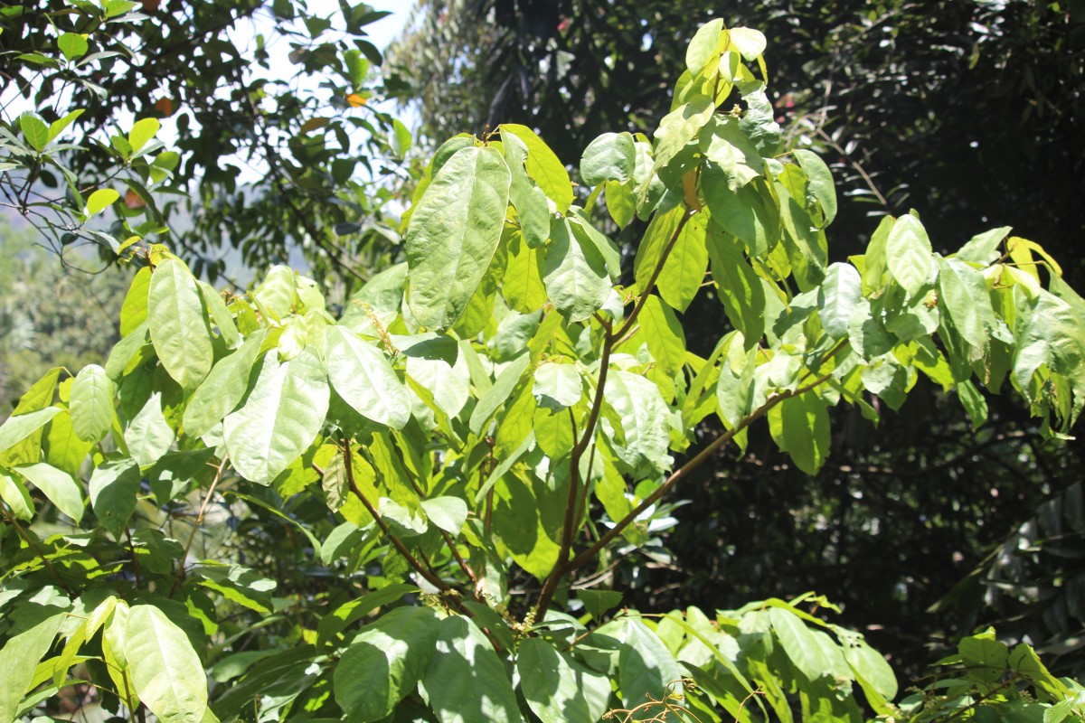 Sterculia zeylanica Kosterm.